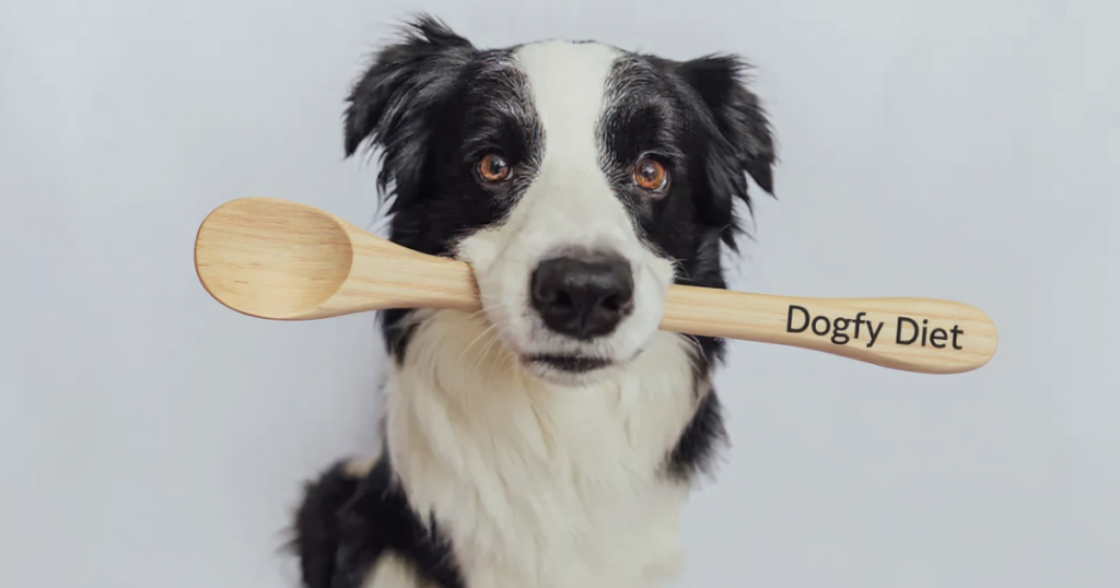 Border collie avec une cuillère en bois dans la bouche en attendant sa nourriture de Dogfy Diet